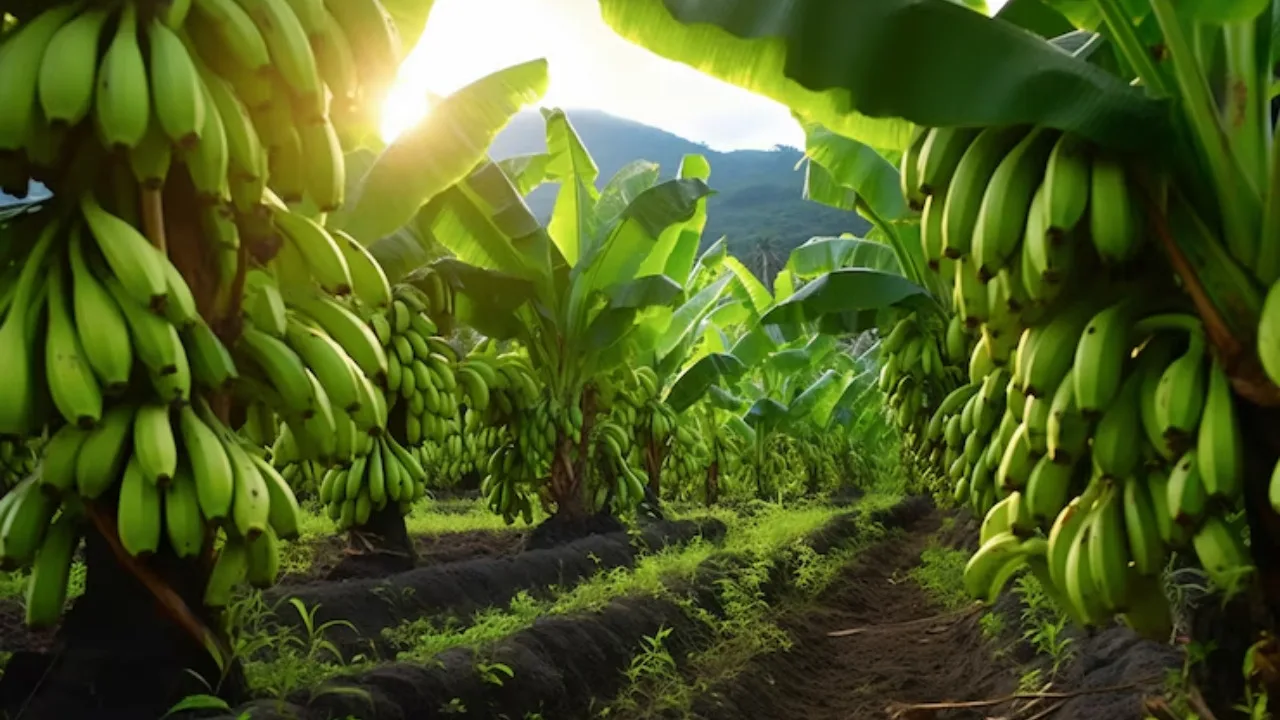 Banana Farming: Step-by-Step Guide to Successful Harvests
