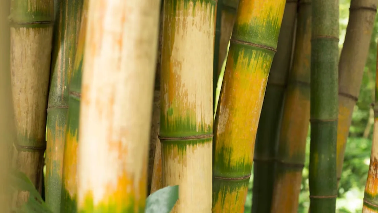 Bamboo Farming: A Comprehensive Guide