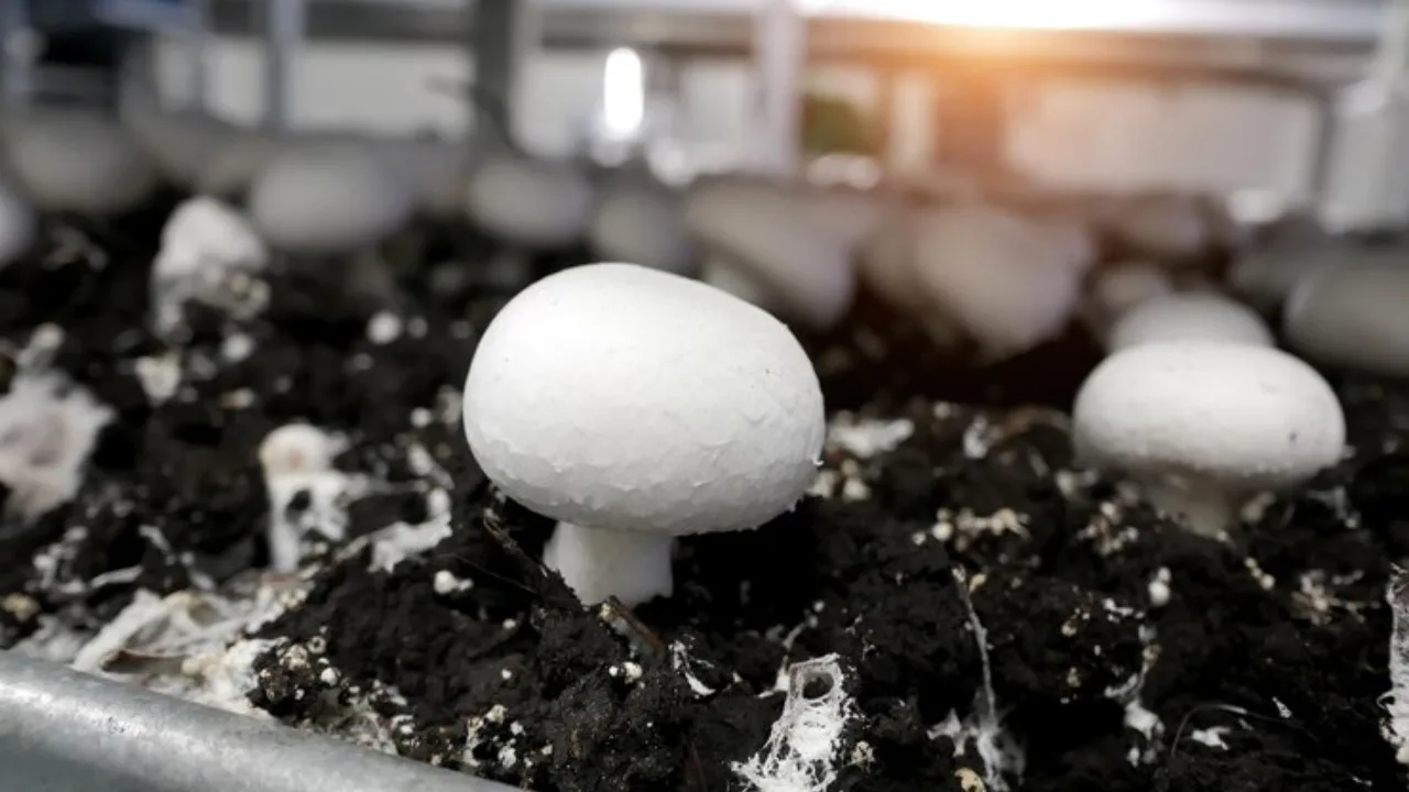 Button mushroom farming