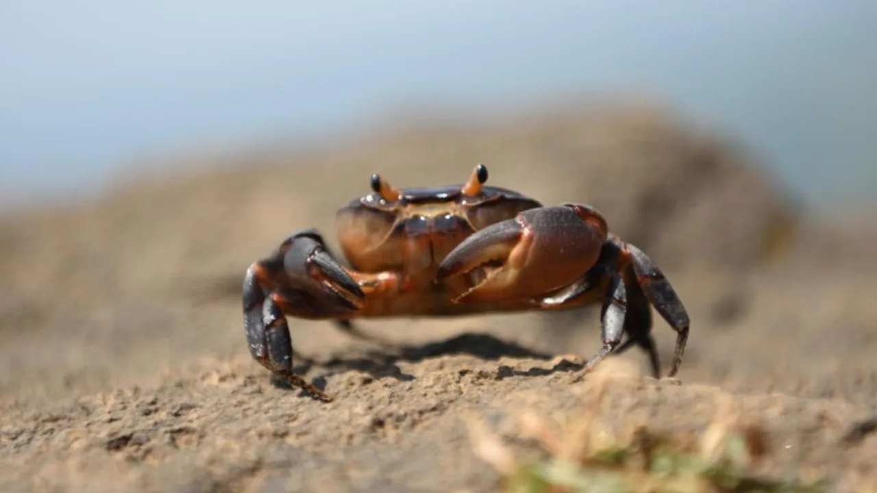 Crab Farming: How to Start, Setup Cost, Market, Profit & More