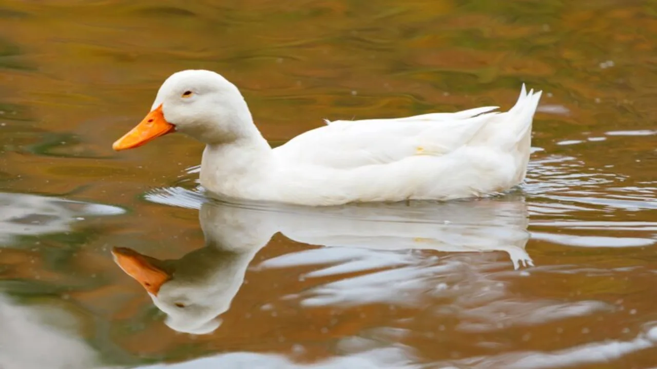 Duck Farming: How to Start, Setup Cost, Profit & More
