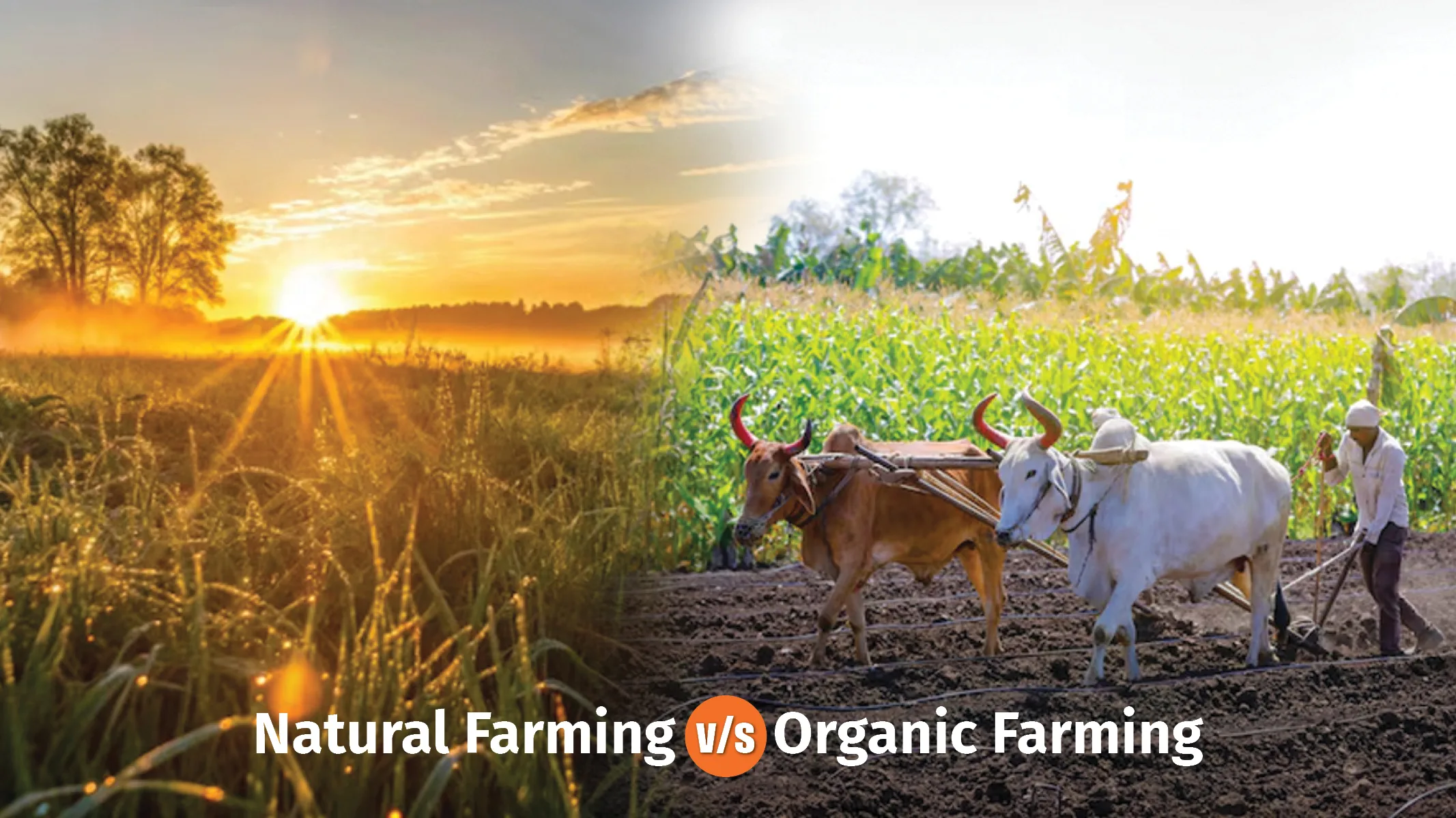 Natural vs organic Farming