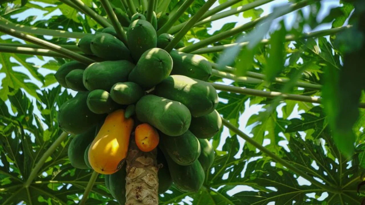 Papaya farming