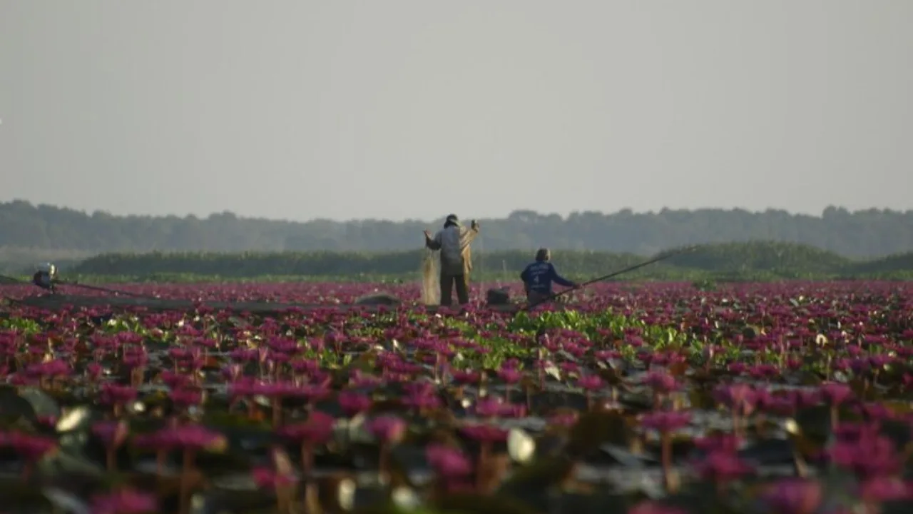 Makhana Farming: Techniques, Challenges, Market Potential & More