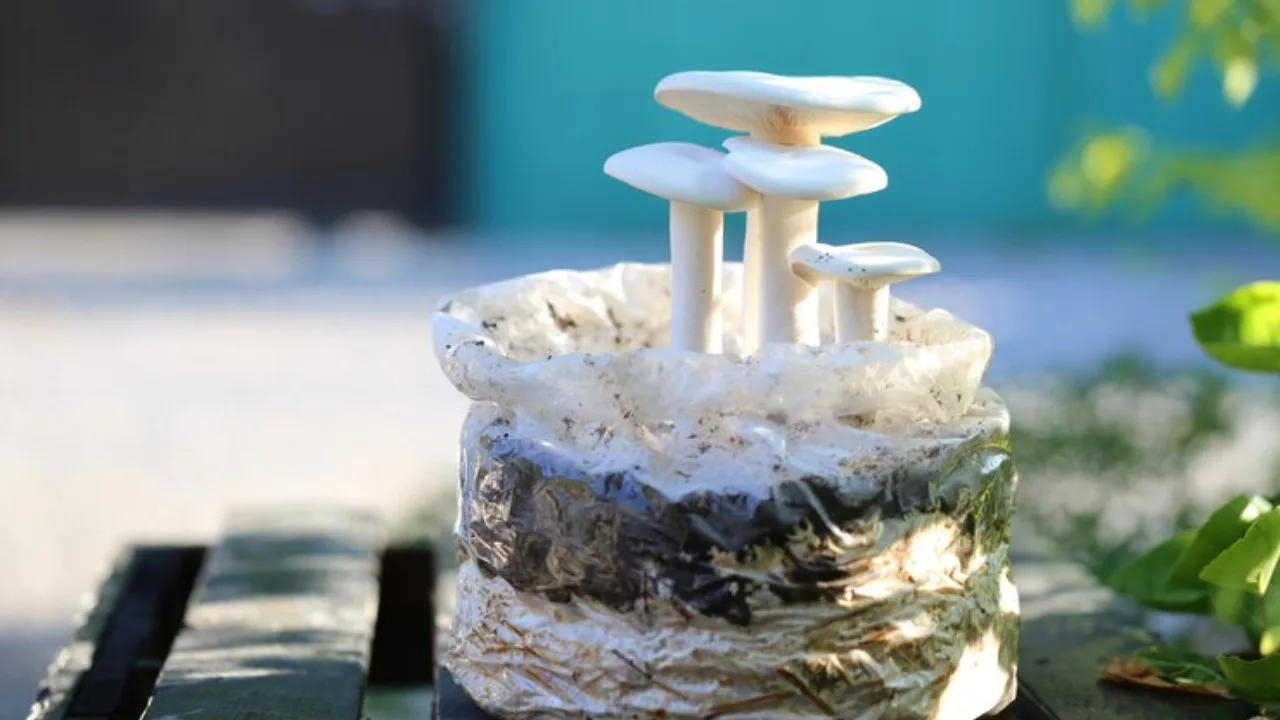 Mushroom Farming Loan and Subsidy: Top 10 Loans to Launch Your Business