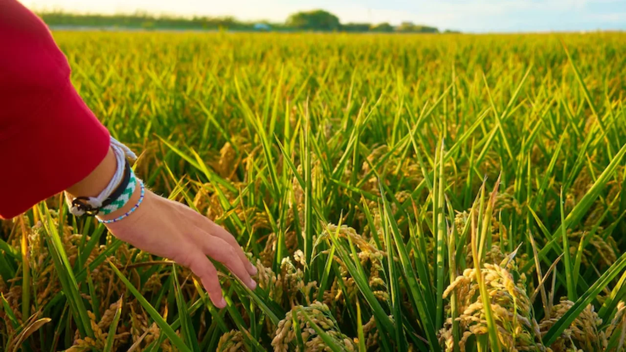 Rice Farming: Complete Guide for Profitable Yields
