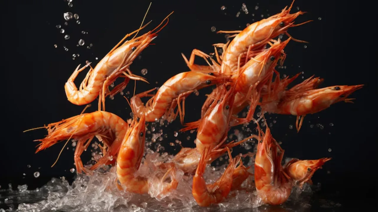 shrimp farming